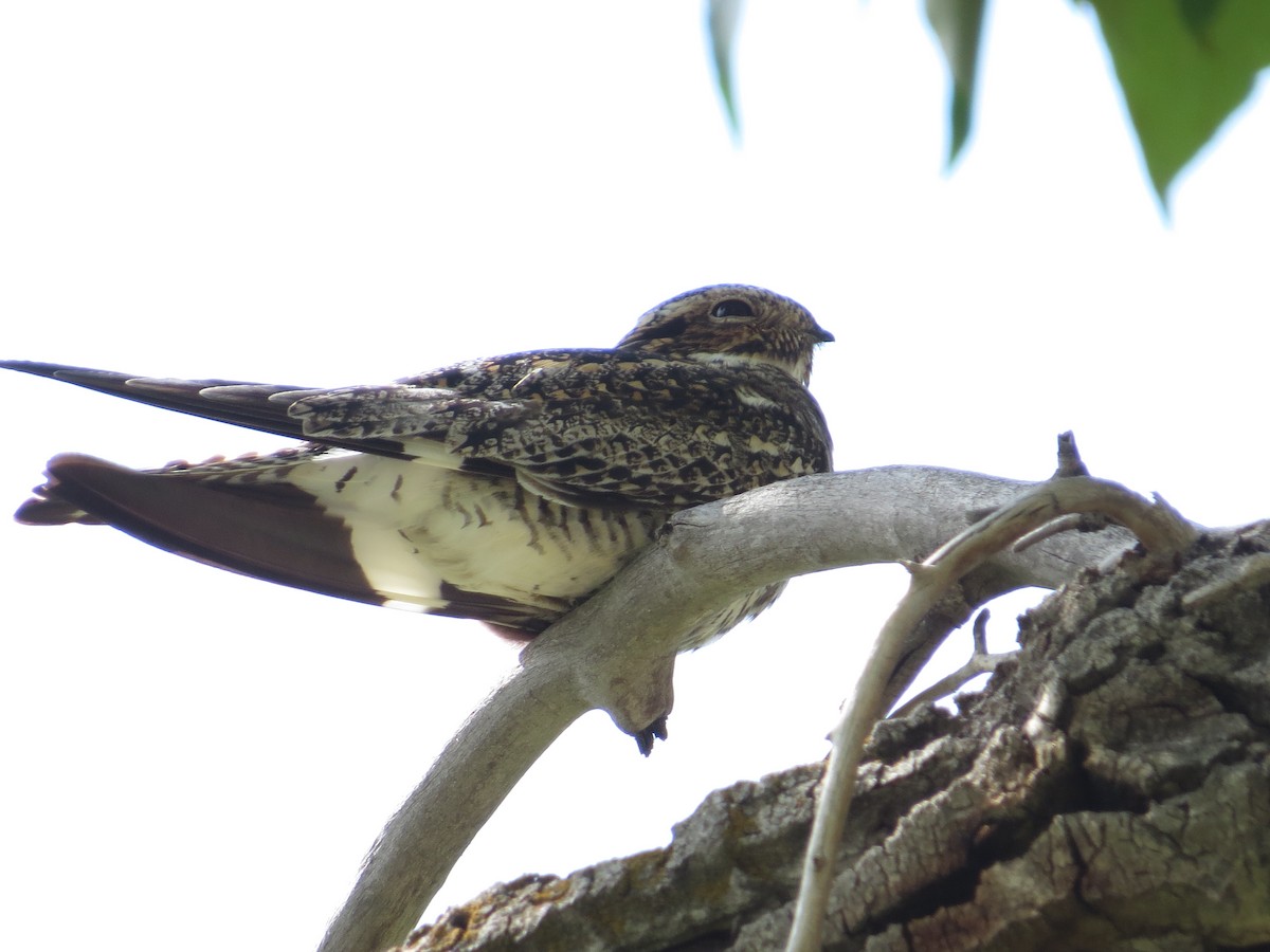 Common Nighthawk - ML602852751