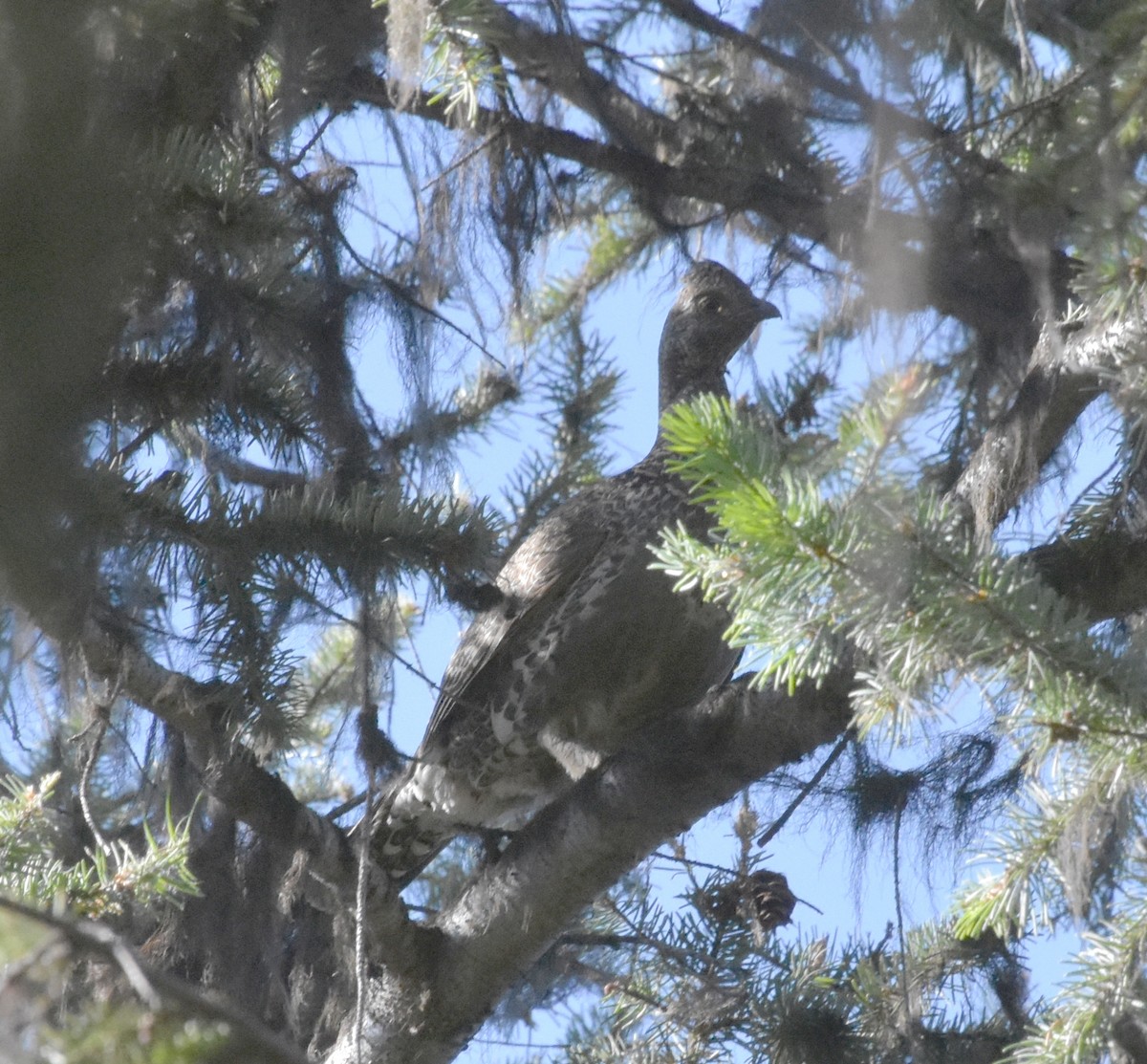 Sooty Grouse - ML602852811