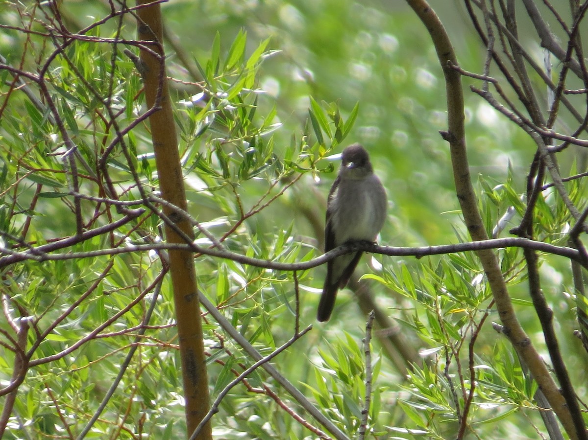 Western Wood-Pewee - ML602852821