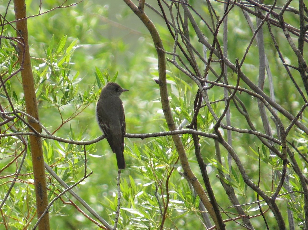 Western Wood-Pewee - ML602852841