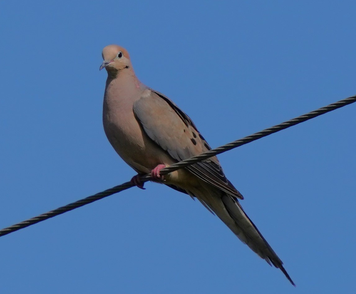 Mourning Dove - ML602854601