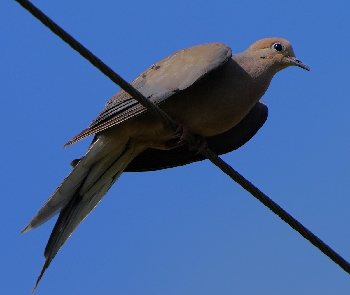 Mourning Dove - ML602854611