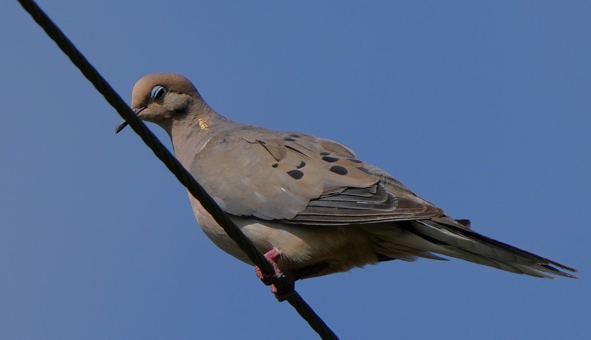 Mourning Dove - ML602854621