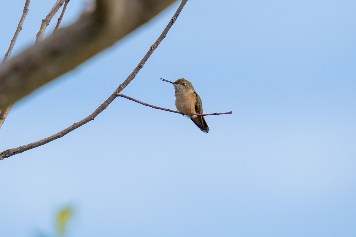Broad-tailed Hummingbird - ML602854881