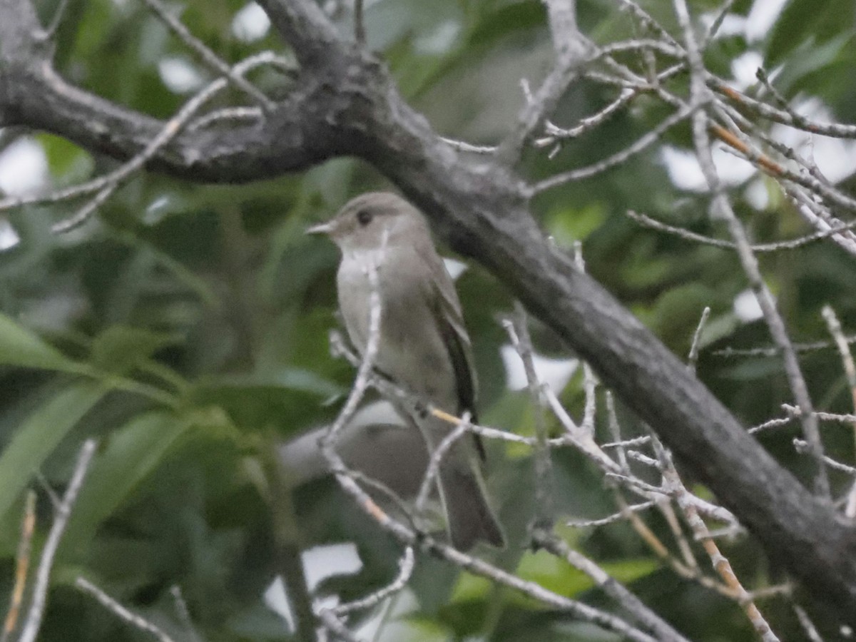 Western Wood-Pewee - ML602855111