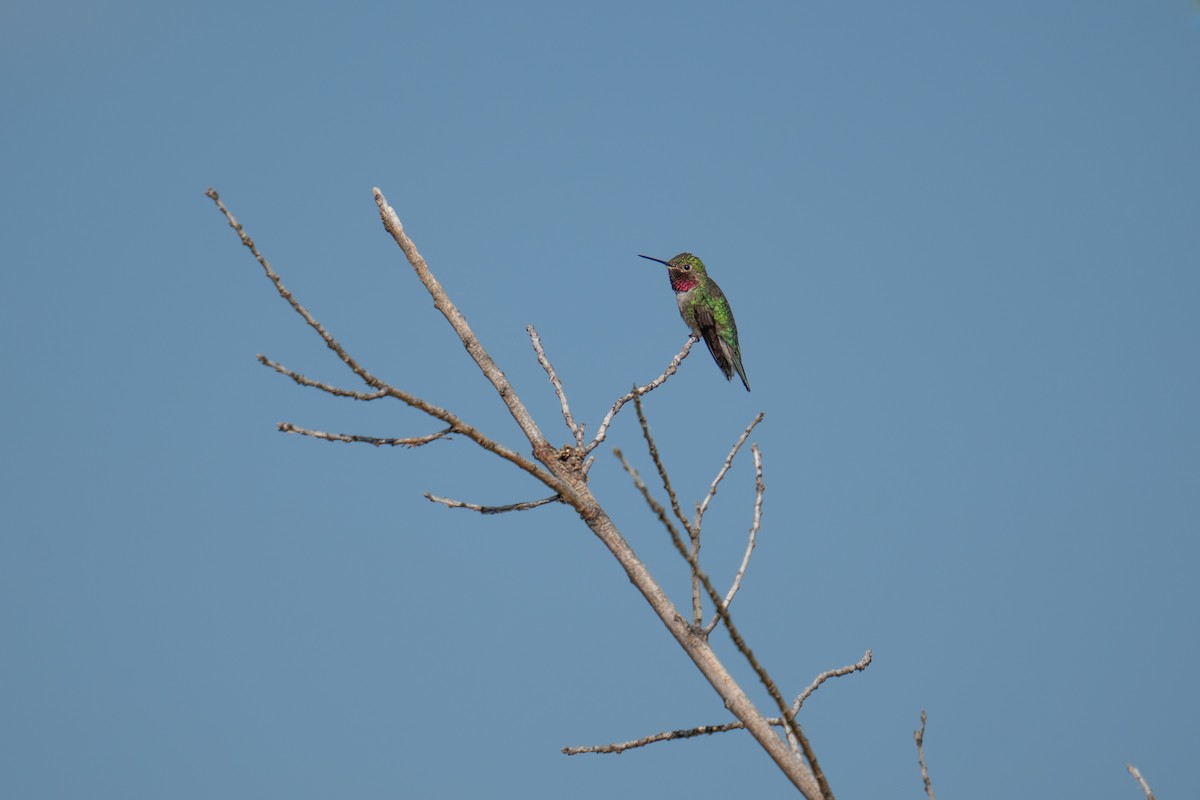 Broad-tailed Hummingbird - ML602855831