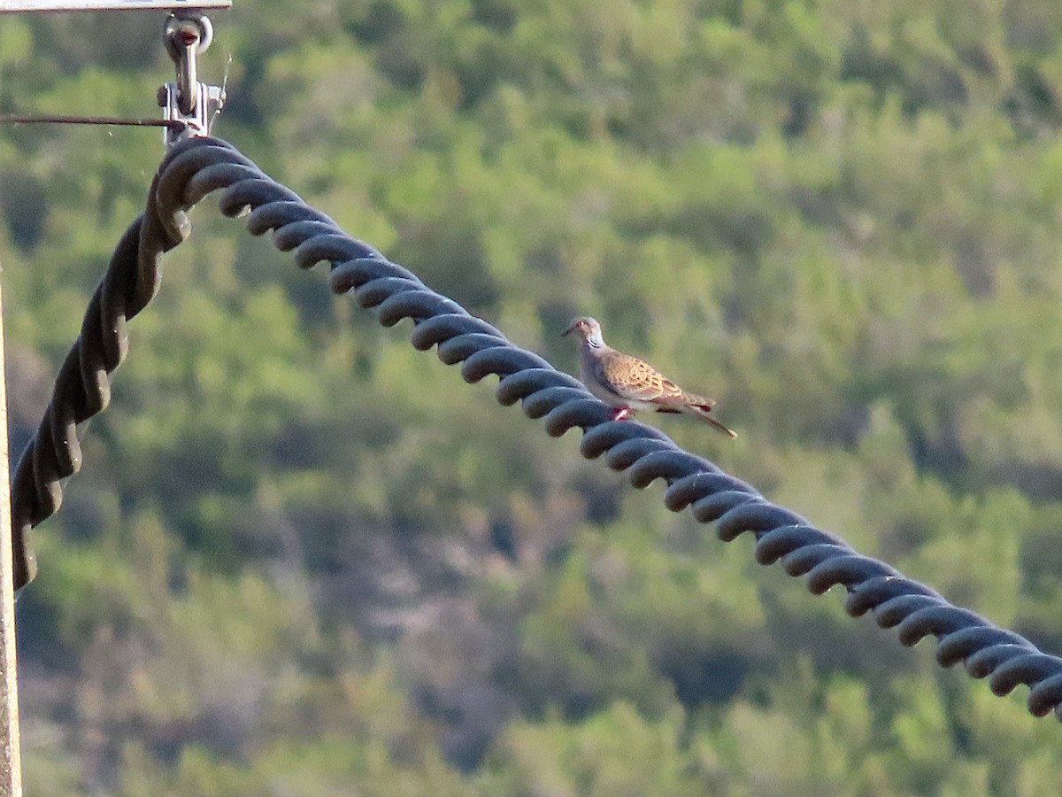 European Turtle-Dove - ML602856801