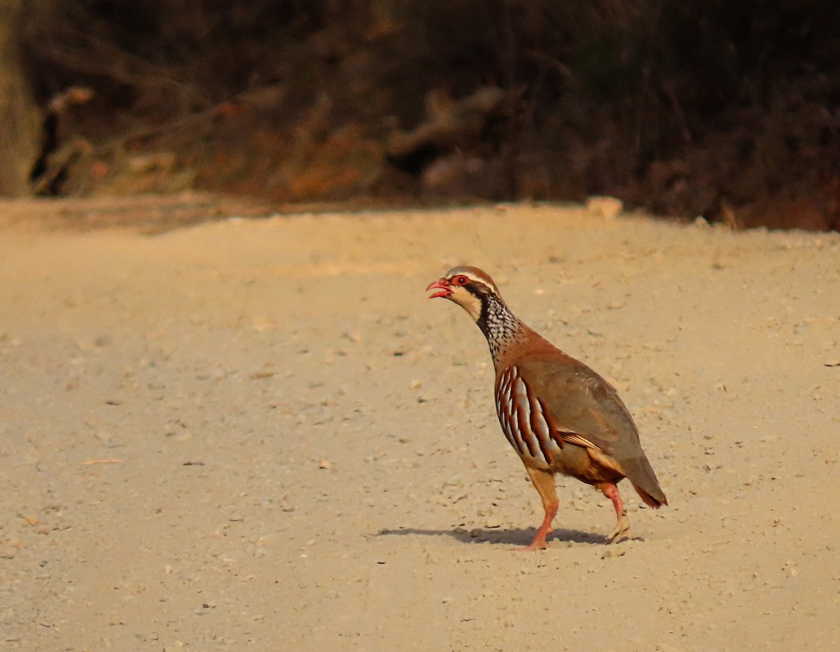 Red-legged Partridge - ML602857001
