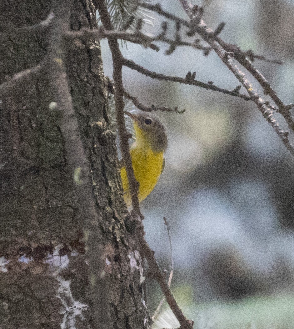 Magnolia Warbler - MCHL ____