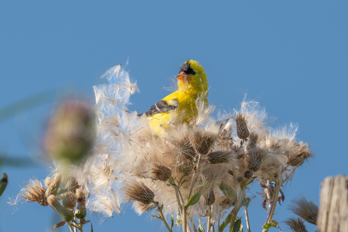 American Goldfinch - ML602857591