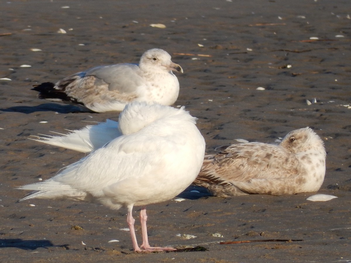 Glaucous Gull - ML60285831