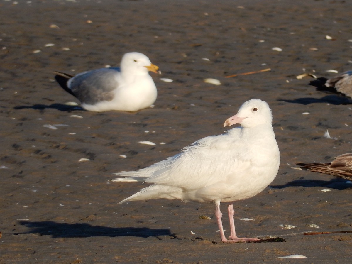 Glaucous Gull - ML60285851