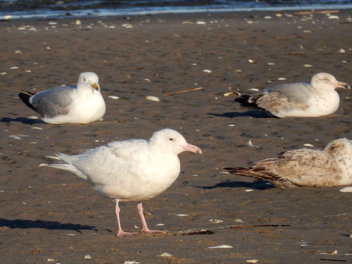 Glaucous Gull - ML60285861