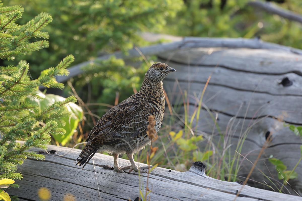 Spruce Grouse (Franklin's) - ML602858691