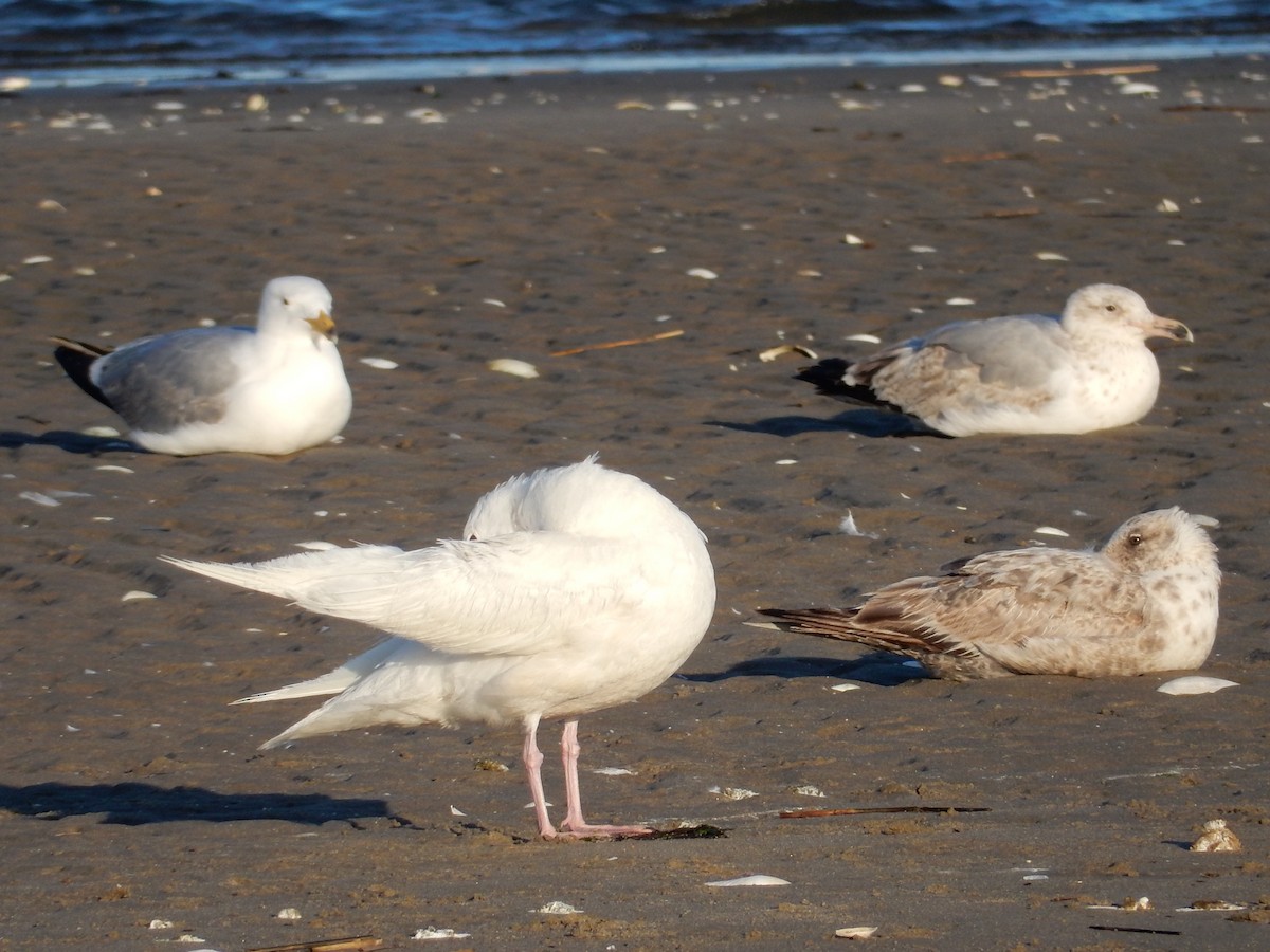 Glaucous Gull - ML60285871