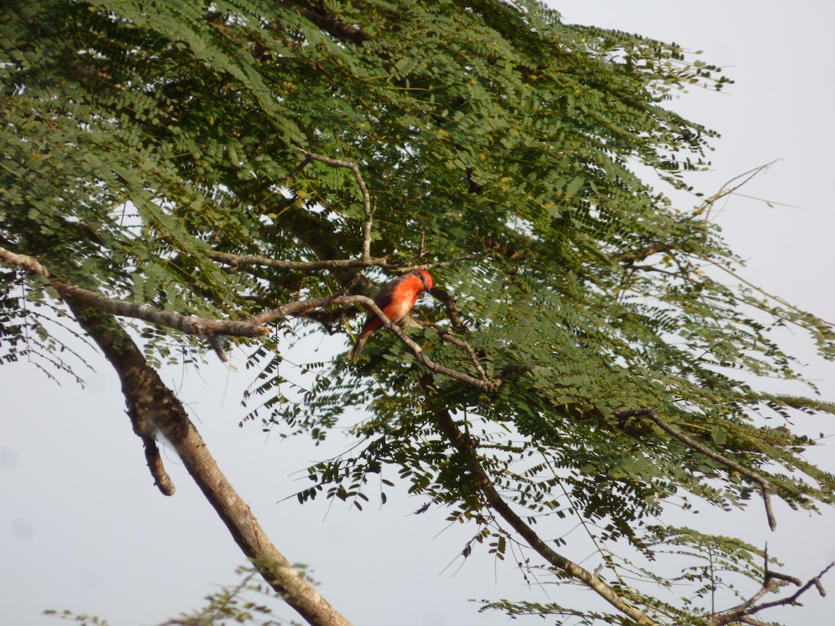 Vermilion Flycatcher - ML602860971