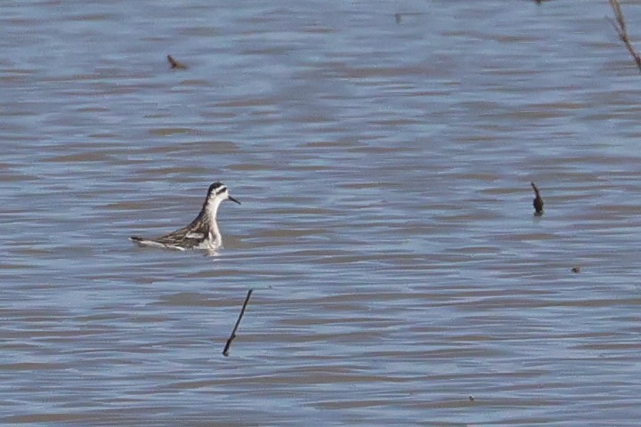 Круглоносый плавунчик - ML602861071