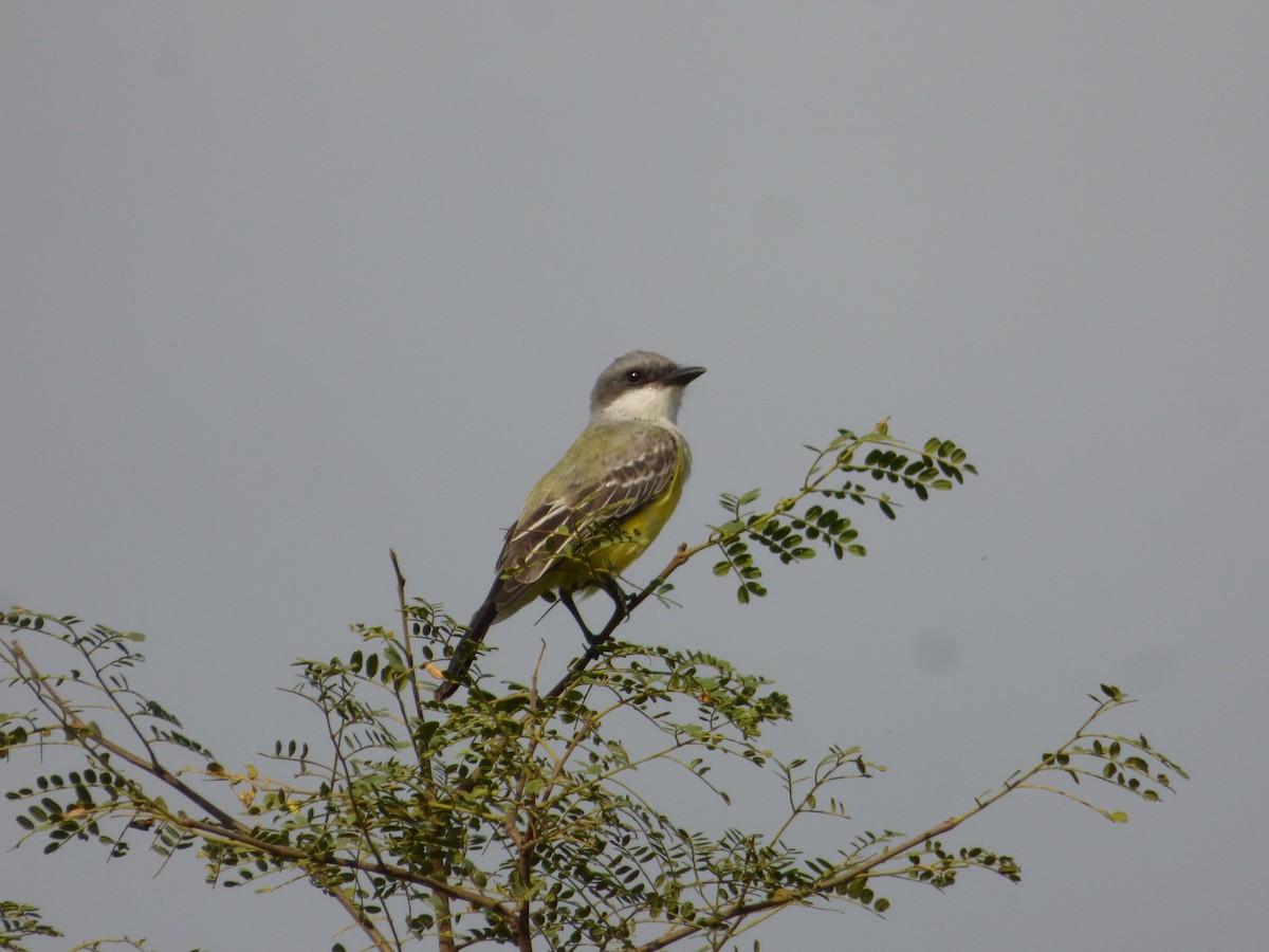 Snowy-throated Kingbird - ML602861531