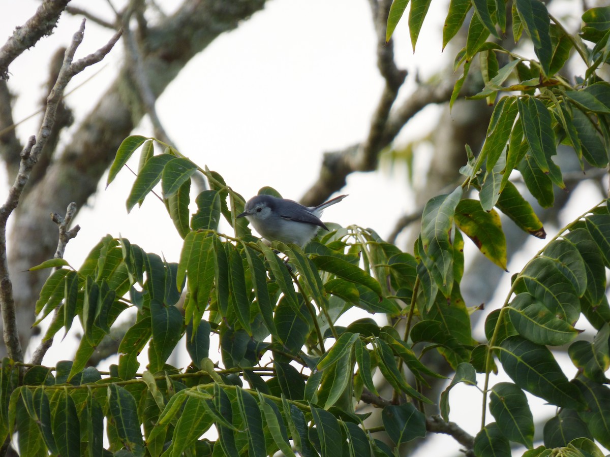 White-browed Gnatcatcher - ML602861671