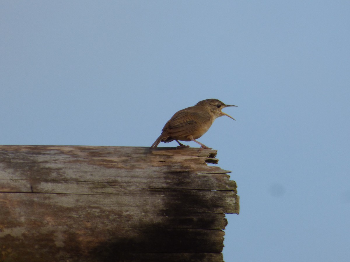 House Wren - ML602861781