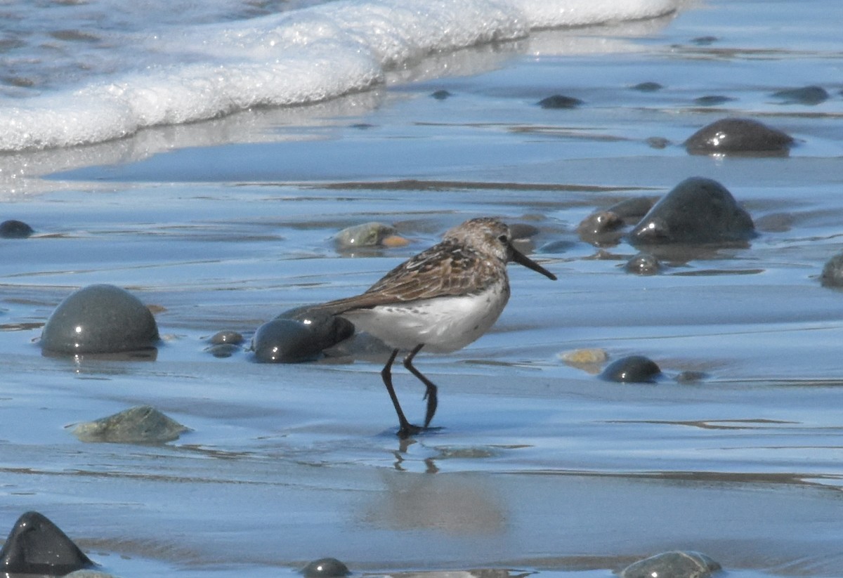 Western Sandpiper - ML602861841
