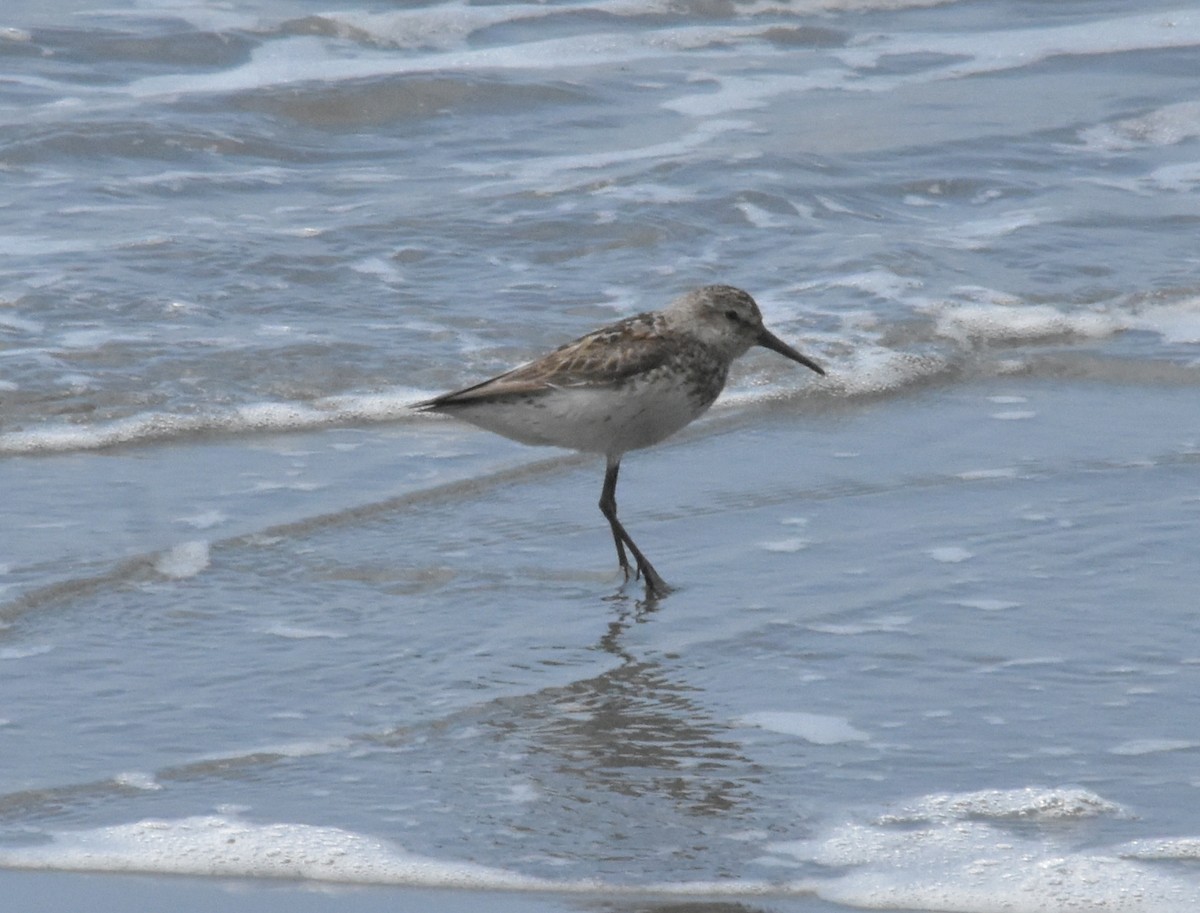 Western Sandpiper - ML602861851