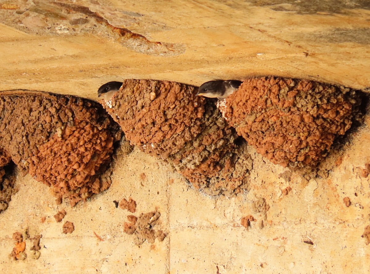 Western House-Martin - ML602862281