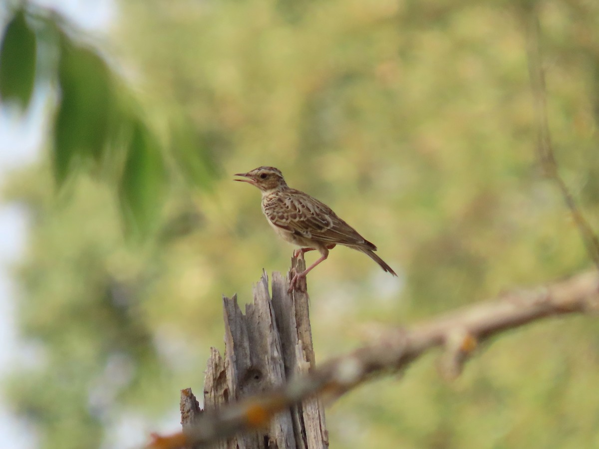 Wood Lark - ML602862341