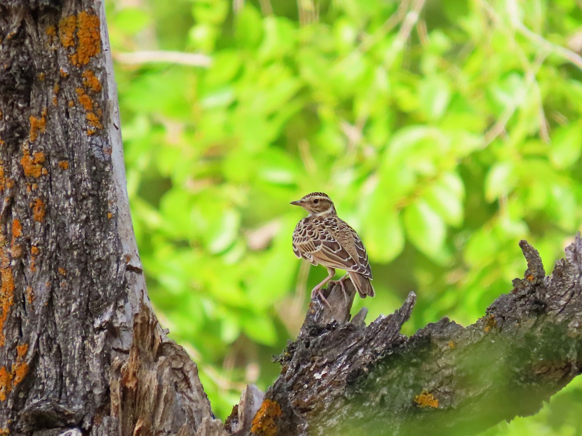 Wood Lark - ML602862351