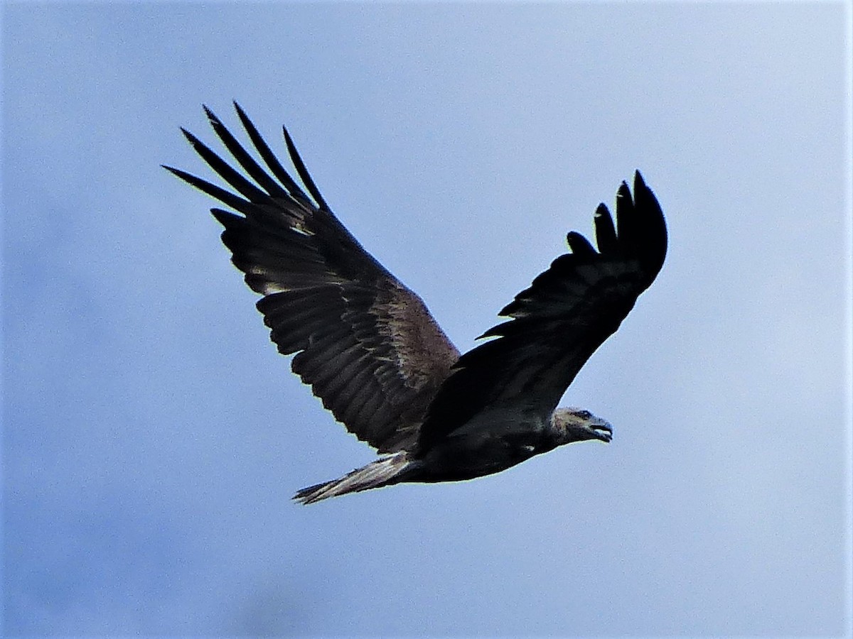 White-bellied Sea-Eagle - ML60286291