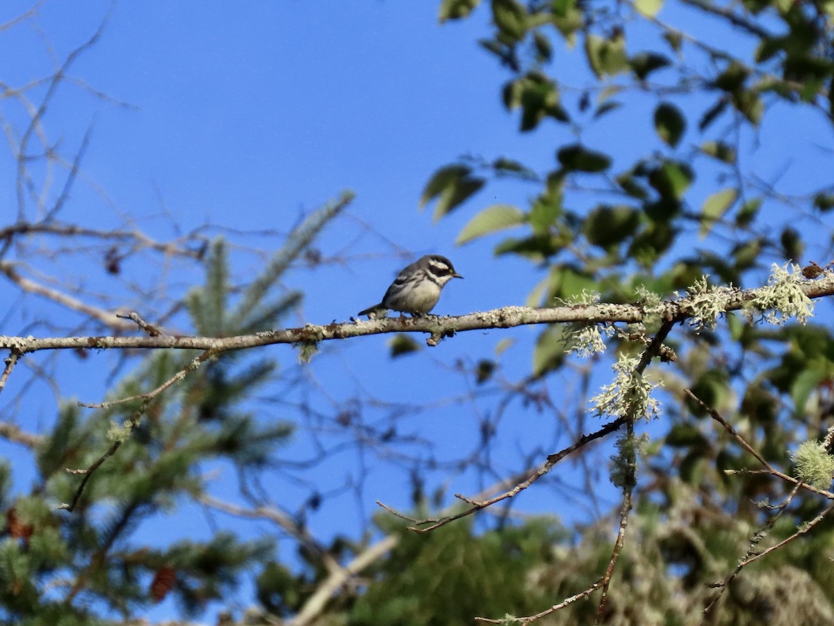 Black-throated Gray Warbler - ML602864771