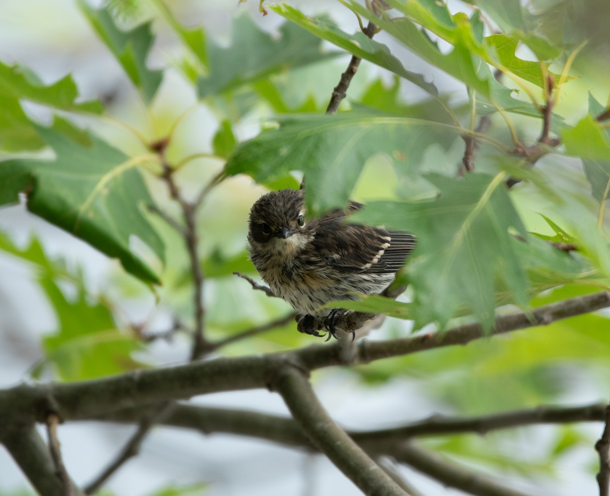 Yellow-rumped Warbler - ML602865201