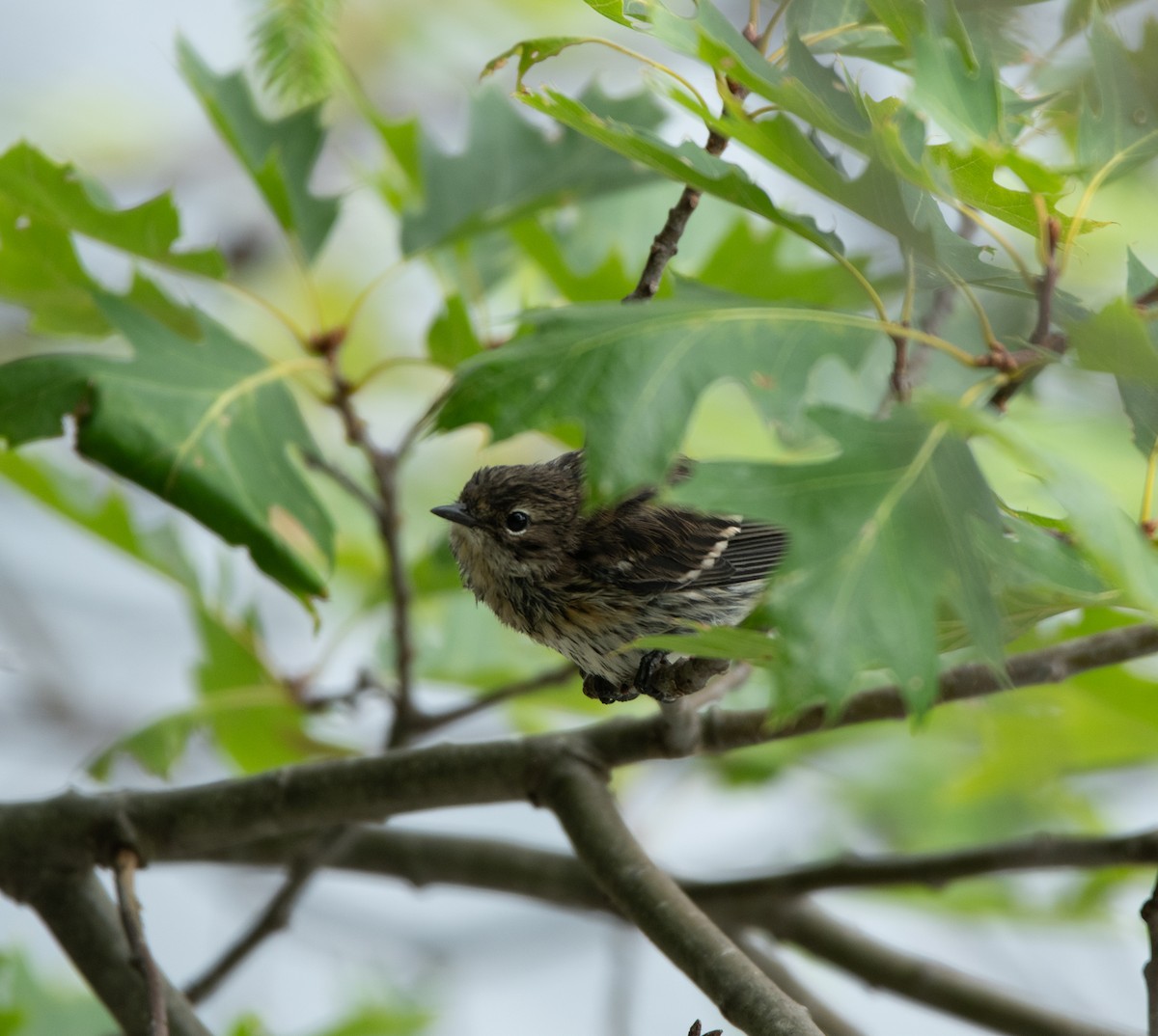 Yellow-rumped Warbler - ML602865301