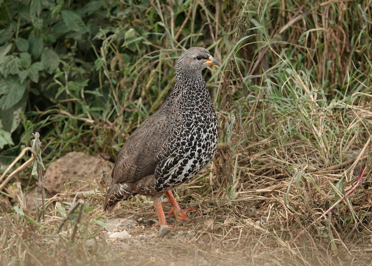 frankolín skvrnoprsý - ML602865331