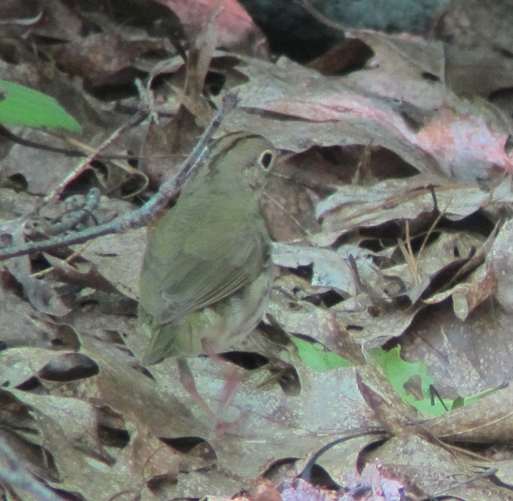 Ovenbird - ML602866251