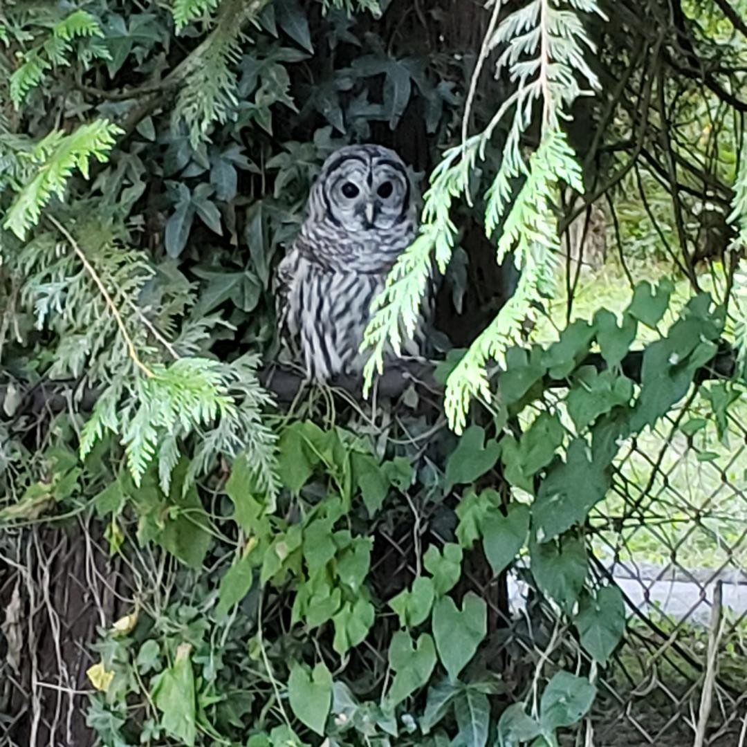 Barred Owl - Leslie Lee