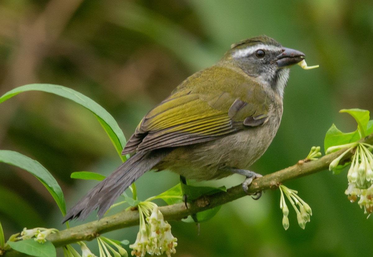 Green-winged Saltator - Lucas Gusso