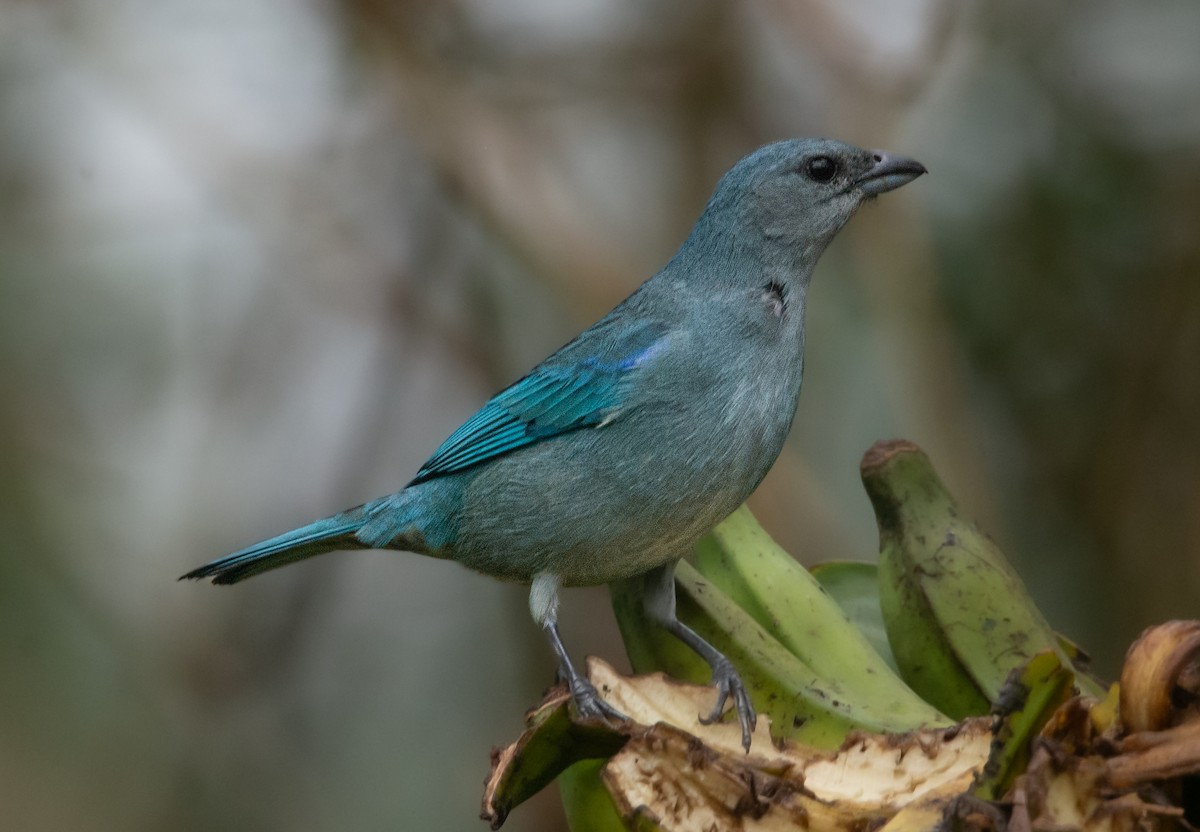 Azure-shouldered Tanager - Lucas Gusso