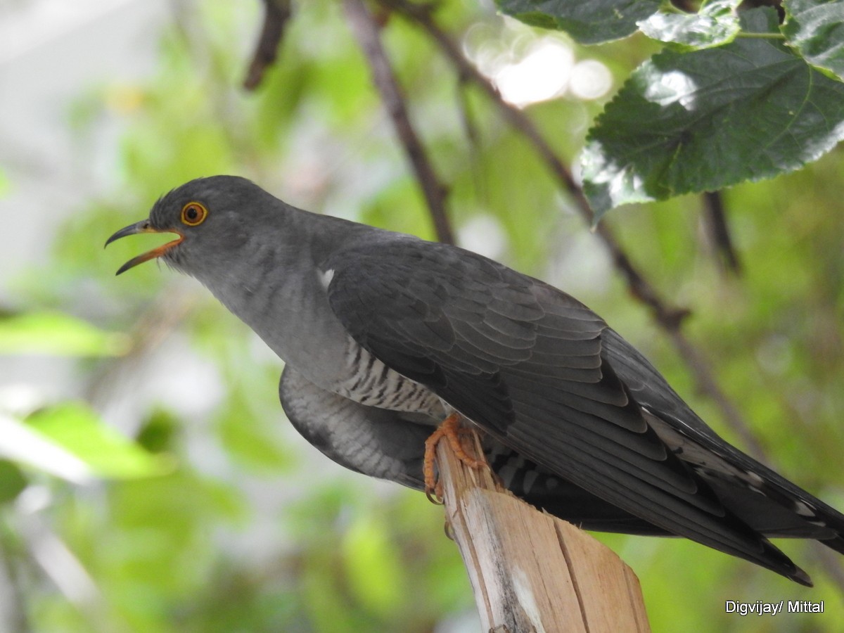 Common Cuckoo - ML60286701