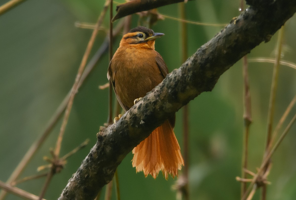 Black-capped Foliage-gleaner - Lucas Gusso