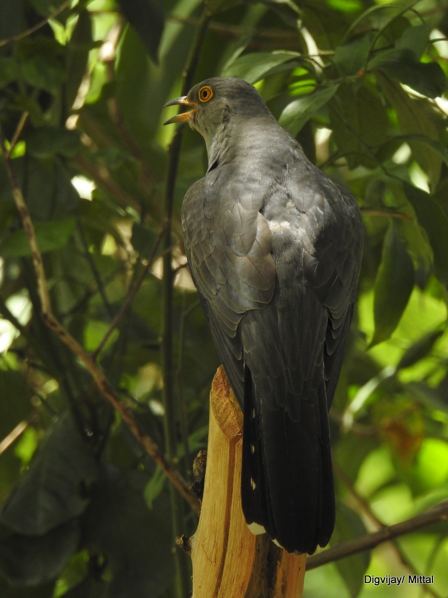 Common Cuckoo - ML60286751