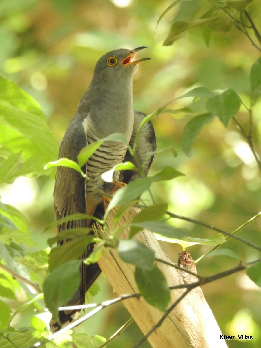 Common Cuckoo - ML60286771