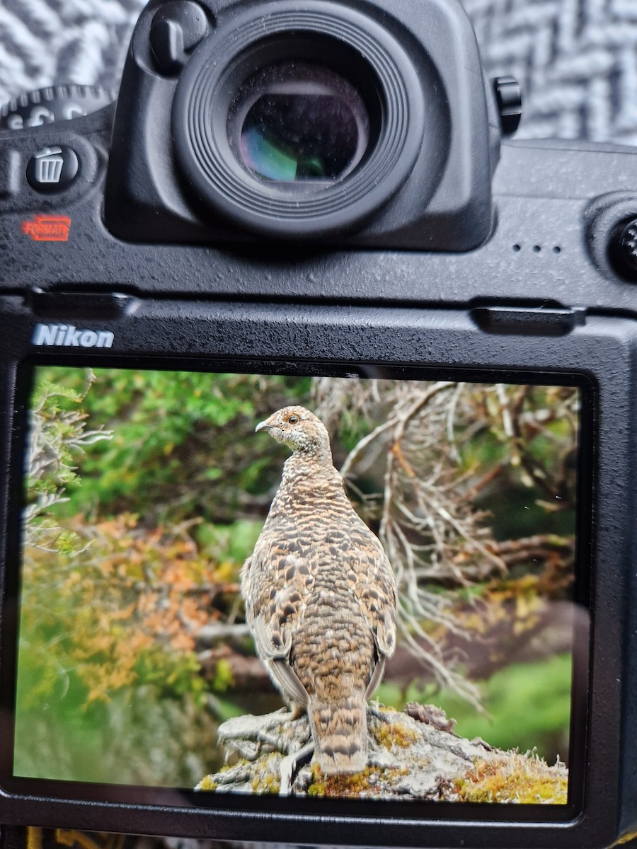 tetřívek sazový - ML602867821
