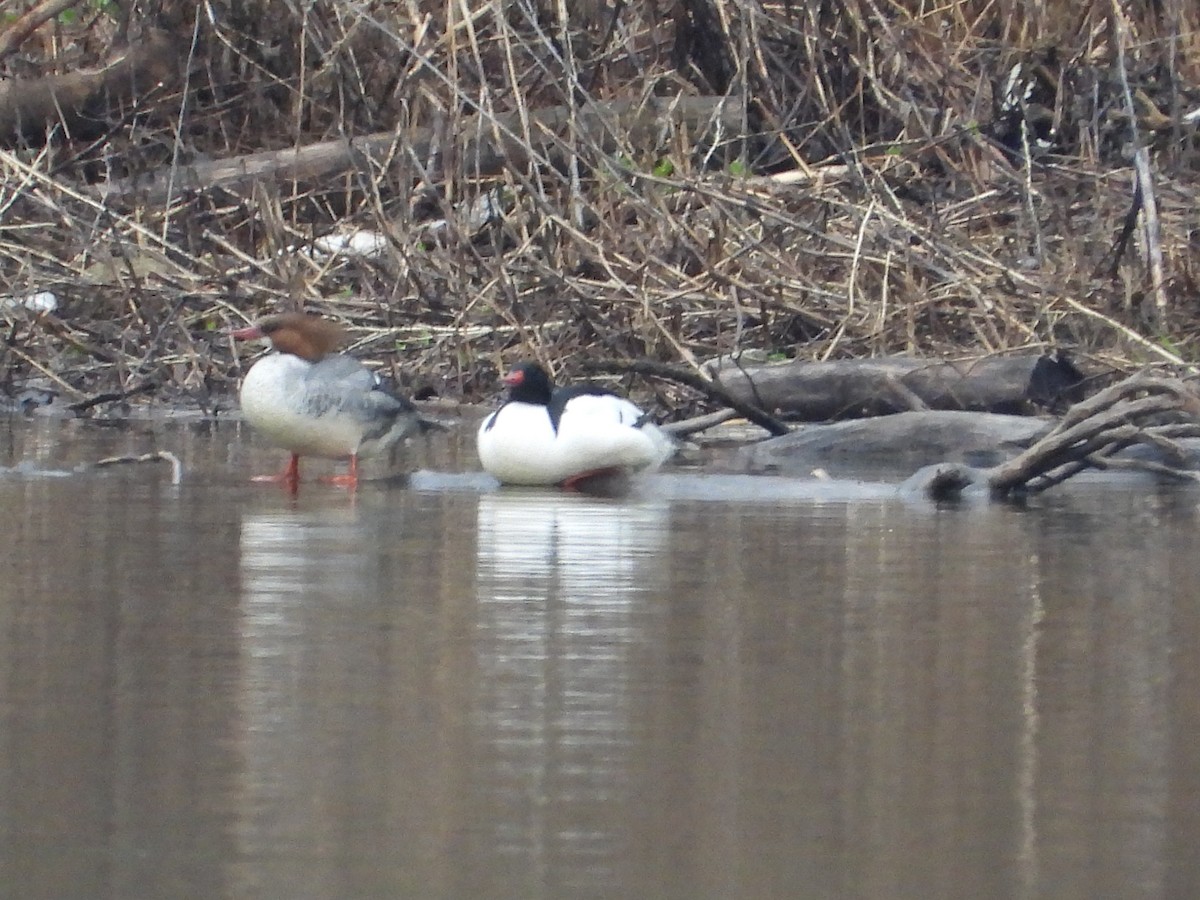 Common Merganser - ML602868311