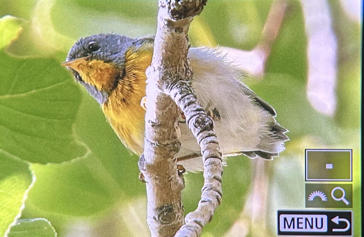 Northern Parula - ML602868431