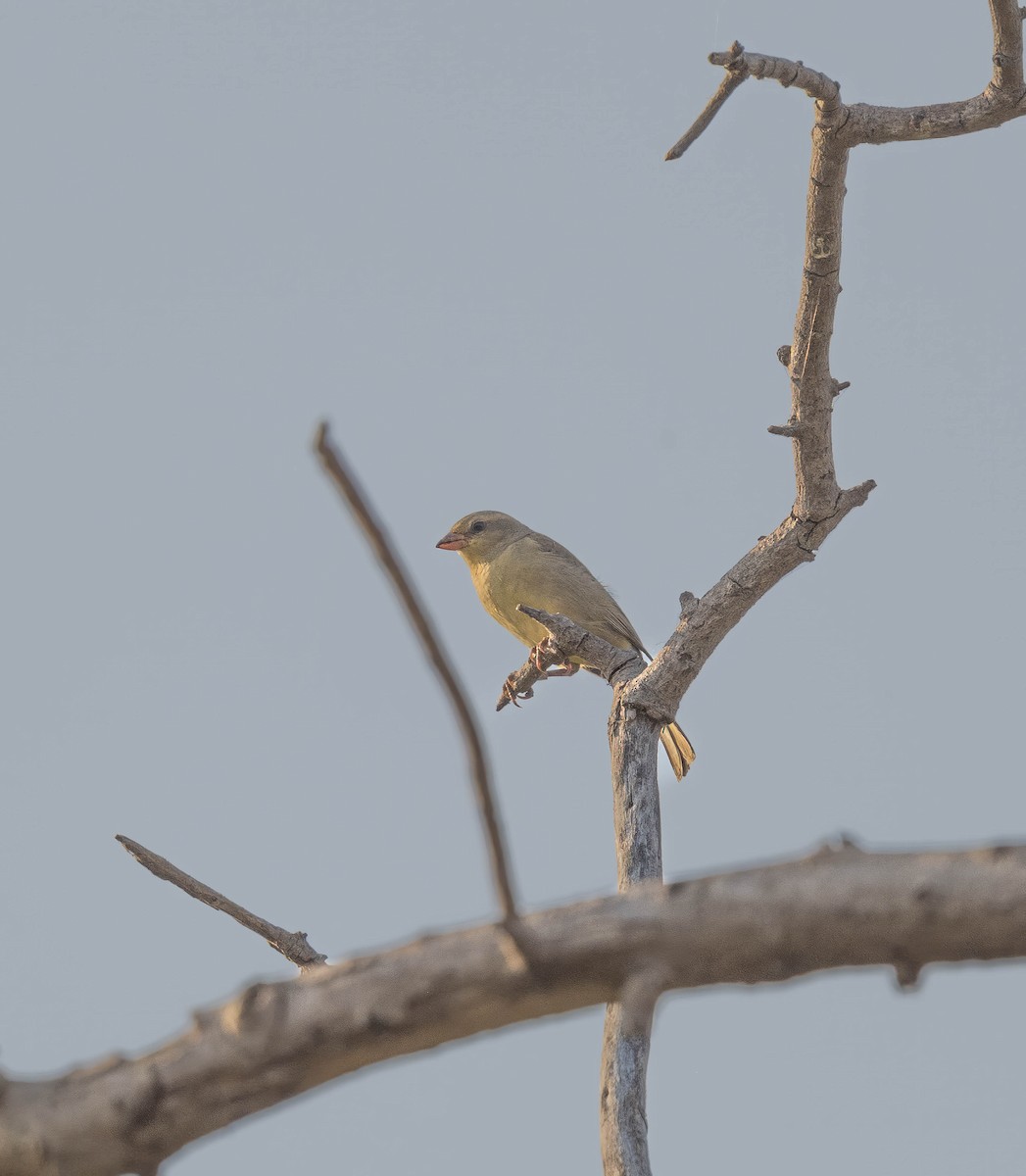 Plain-backed Sparrow - ML602868541