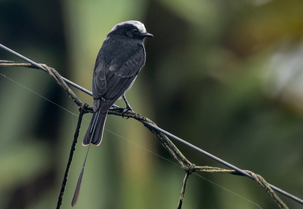 Long-tailed Tyrant - Lucas Gusso