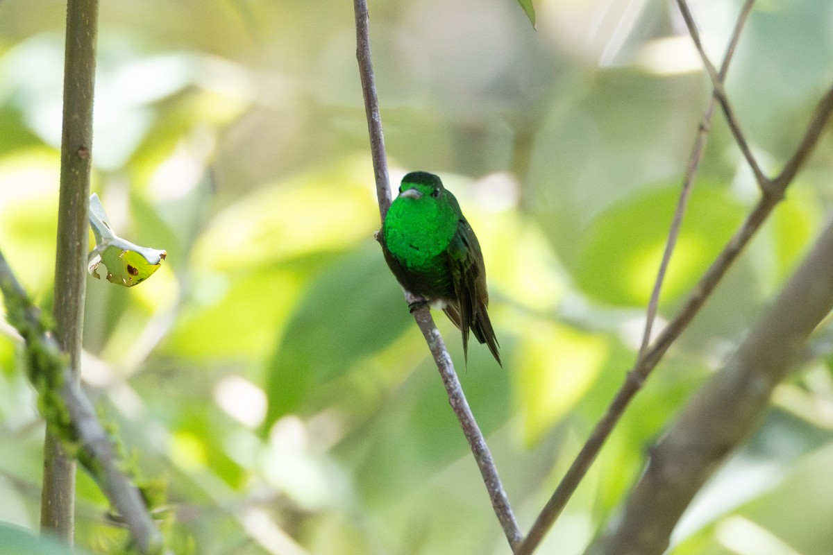 Green-bellied Hummingbird - ML602869031