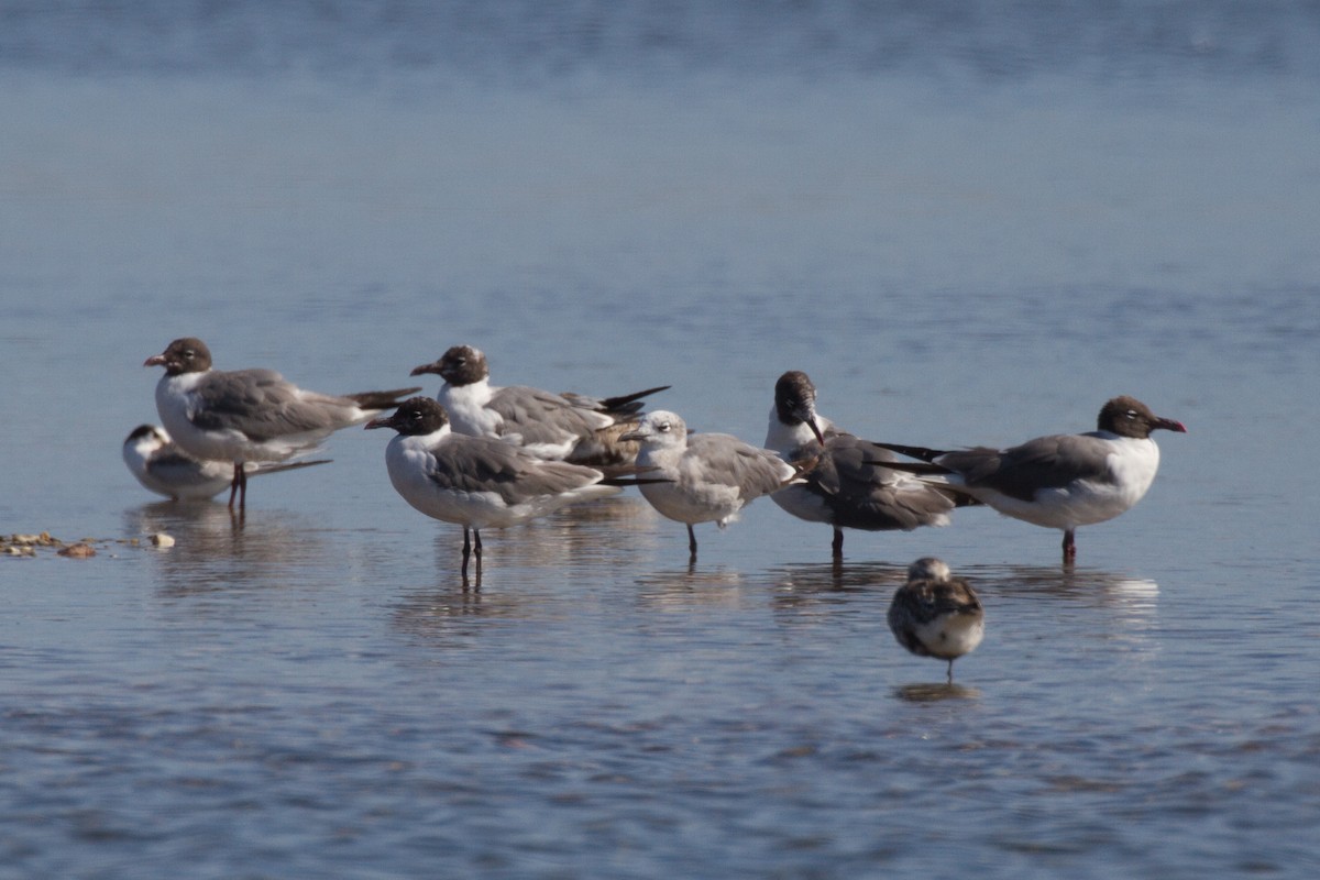 Laughing Gull - ML602872051