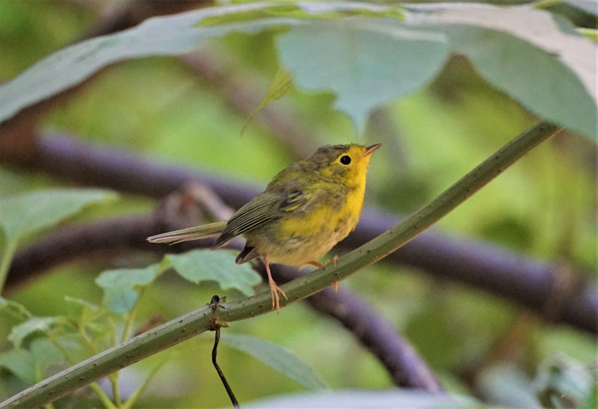 Wilson's Warbler - Christopher DiPiazza